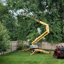 How Our Tree Care Process Works  in  West Hills, PA