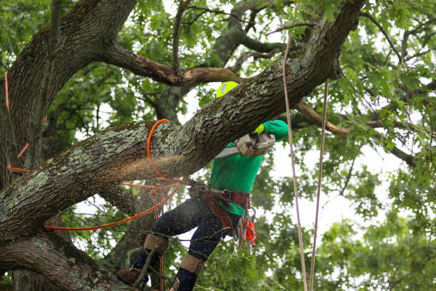 Professional Tree Services in West Hills, PA